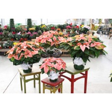 Marble Poinsettia